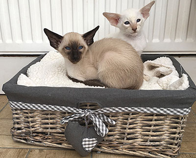 siamese kittens
